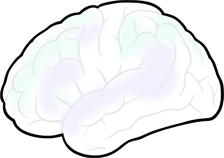 Brain Map